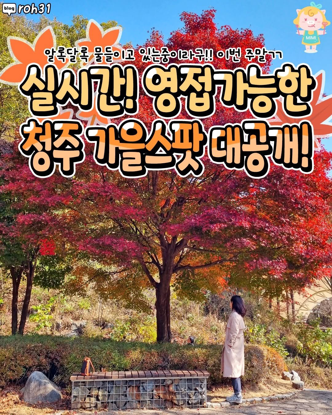 Photo by 청주핫플[청주맛집.청주카페.청주데이트] on November 13, 2025. May be an image of text that says 'blog roh31 MIMI 알록달록 물들이고 있는중이라구!! 이느중이 이번 주말ㄱㄱ 실시간! 영접가능한 な ម 청주 카은스파 대공개 己一人'.