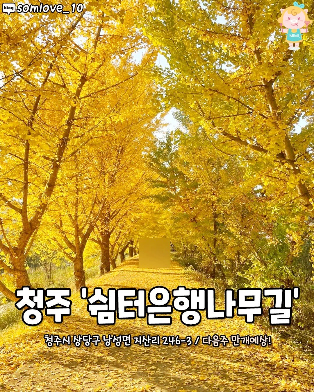 Photo by 청주핫플[청주맛집.청주카페.청주데이트] on November 05, 2025. May be an image of ‎outdoors and ‎text that says '‎blogSomlove_10 somlove אירי blog 10 MIMI ل 청주 '심터은행나무길 청주시상당구 상당구 구낭성면 면 지산리 246 246-3 / 다음주 만개예상!‎'‎‎.