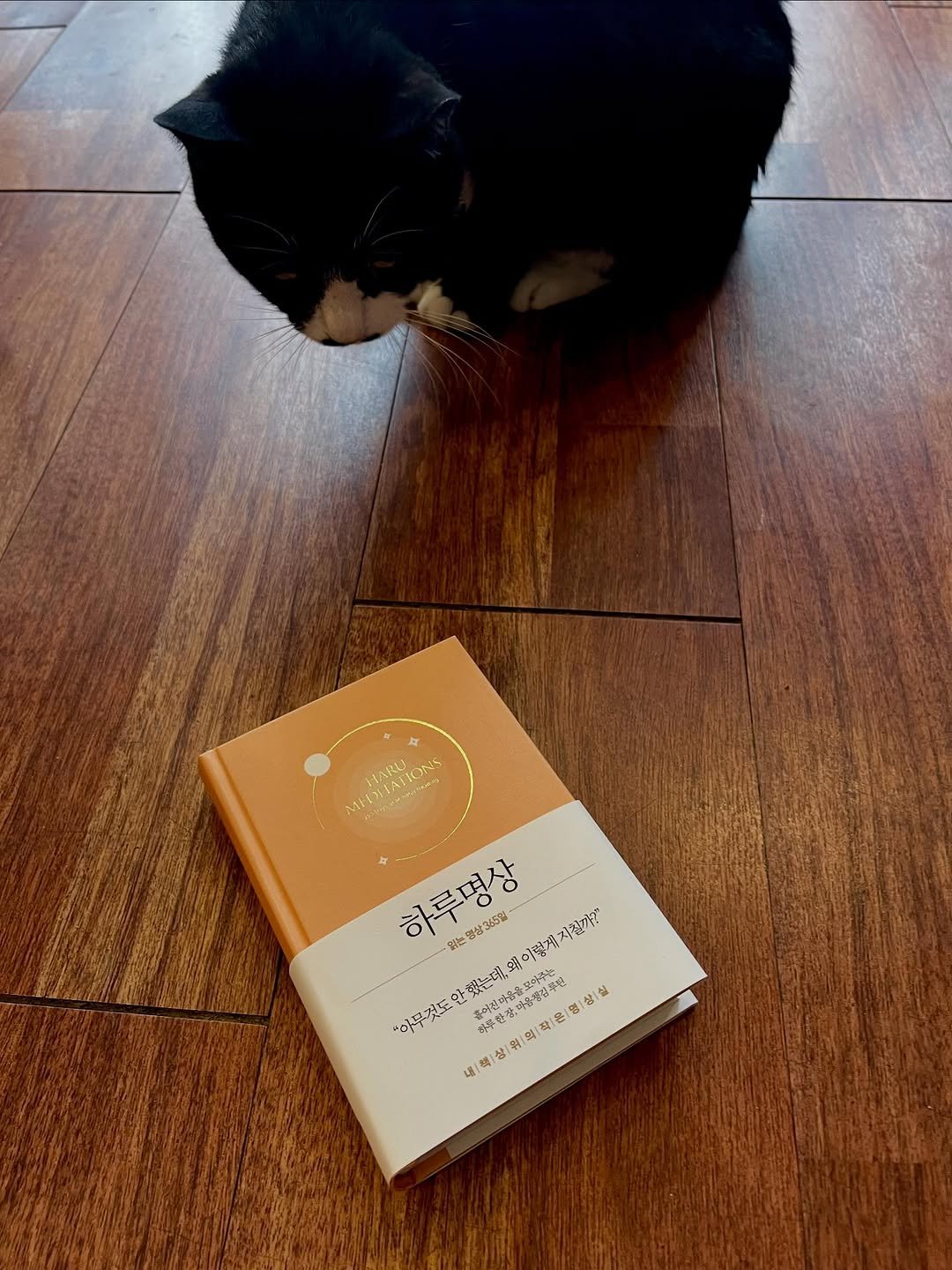 Photo by 책으로 나를 돌보는 집, 서가는 on October 01, 2025. May be an image of kitten, diary, book and text.