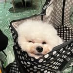 ins____commander 프로필 사진