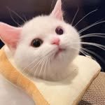 smilecat_humor 프로필 사진