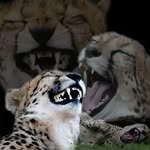 humor._.animal 프로필 사진