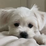 yeseulup 프로필 사진