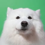 samoyed_som 프로필 사진