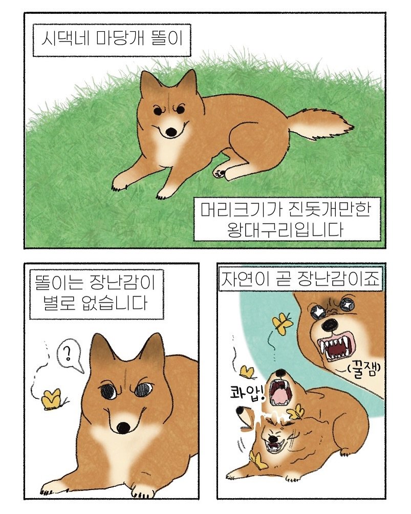 Photo by 이채소 on October 24, 2025. May be an illustration of ‎chihuahua, Norwich terrier and ‎text that says '‎시댁네 마당개 똘이 뜰 ΟΙ 머리크기가 진돗개만한 왕대구리입니다 똘이는 장난감이 별로 없습니다 자연이 곧 장난감이죠 봐압! .꿀잼) יב‎'‎‎.