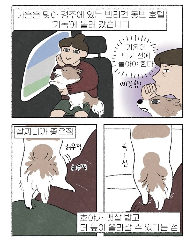 Photo by 이채소 on November 15, 2025. May be an illustration of poster and text that says '가을을 맞아 경주에 있는 반려견 동반 호텔 '키녹'에 놀러 갔습니다 겨울이 되기전에 되기 전에 놀아야 한다 ILAH (비자하) 살찌니까 살찌니까좋은점 좋은점 허우적, 자구 푹 I 신 허우적 호야가 뱃살 뱃살밟고 밟 밟고 더 높이 올라갈 수 있다는 점'.