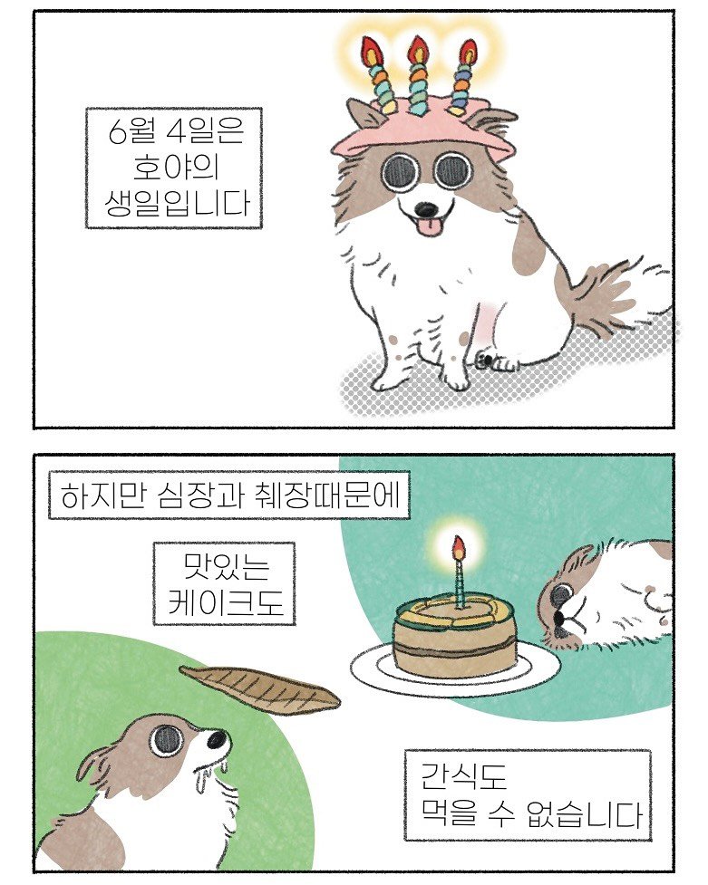 Photo by 이채소와 호백산 on June 30, 2025. May be an illustration of Pekinese and text that says '6월 4일은 호야의 생일입니다 하지만심장과췌장때문에 하지만 심장과 취장때문에 취장 맛있는 케이크도 간식도 먹을 수 없습니다'.