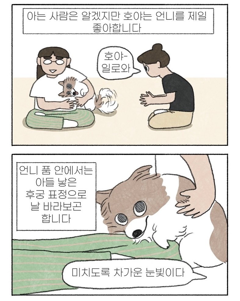 Photo by 이채소와 호백산 on June 10, 2025. May be an illustration of slow loris, chihuahua, Pekinese and text that says '아는 사람은 알겠지만 호야는 언니를 제일 좋아합니다 호야- 일로와 언니 언니품안에서는 품 안에서는 아들 낳은 후궁 표정으로 날 바라보곤 합니다 미치도록 차가운 미치도록차가운눈빛이다 눈빛이다'.
