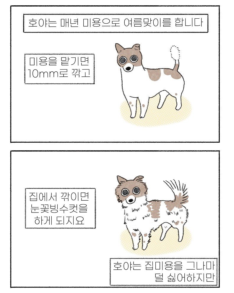 Photo by 이채소와 호백산 on August 01, 2025. May be an illustration of poster and text that says '호야는 매년 미용으로 여름맞이를 합니다 미용을 맡기면 10mm로 깎고 집에서깎이면 집에서 깎이면 눈꽃빙수컷을 하게 되지요 n1 ،تههیو 호야는 집이용을 그나마 덜 덜싫어하지만'.