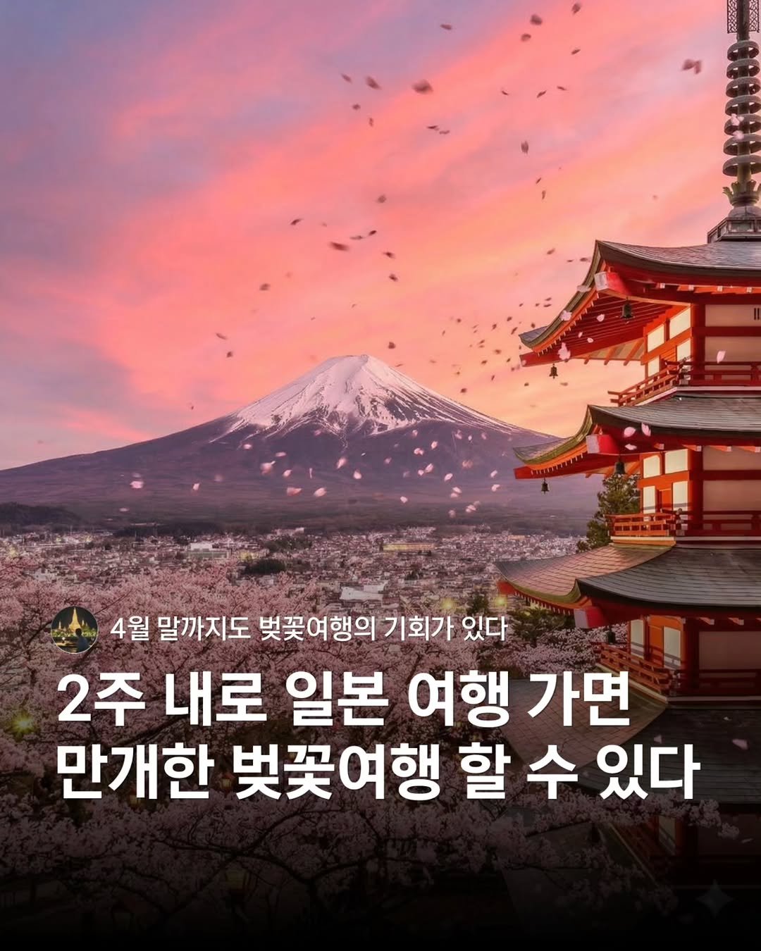 hozzangzzang_ 게시물 이미지: 벚꽃 여행의 핵심은 오직 '타이밍'⏱️

비행기 표 끊기 전인 지금이 가장...