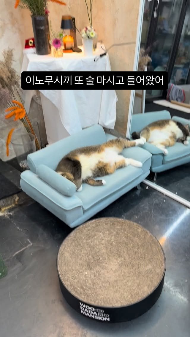 hsmong2021 게시물 이미지: 사람이세요.?

#냥 #reel #cat #뚱냥 #묘동석 #냥스타그램