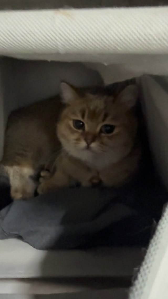 hsmong2021 게시물 이미지: 서랍에 왜들어가는거임  하 털………..털…..

#냥 #냥팔환영