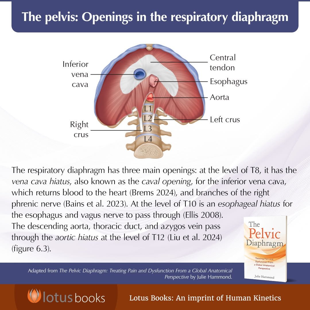 humankinetics 게시물 이미지: The Pelvic Diaphragm: Treating Pain and...