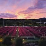 organic_cafe_ 프로필 사진