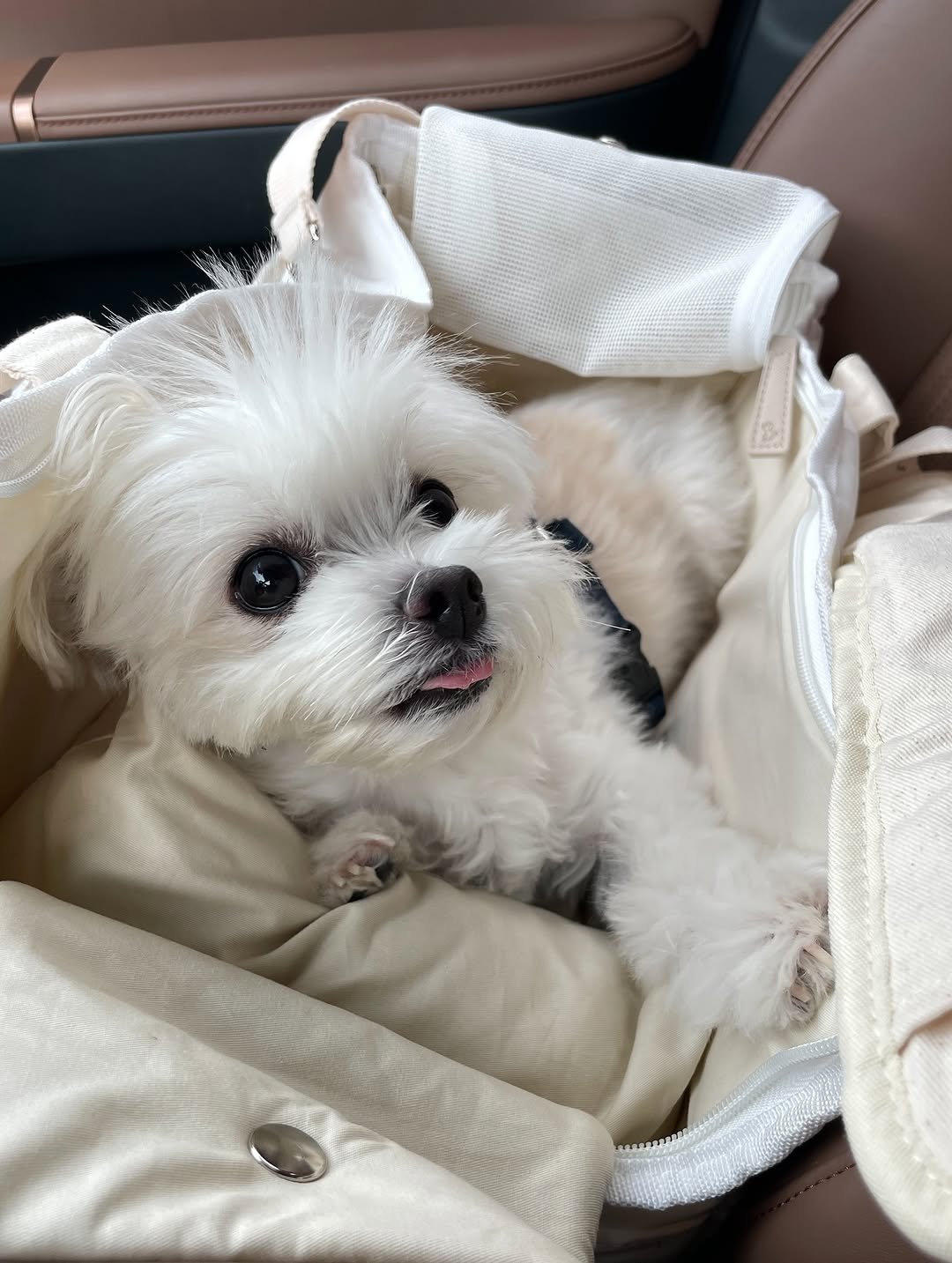 Photo by 환희세상 on August 14, 2025. May be an image of Maltese, Pekinese and text.