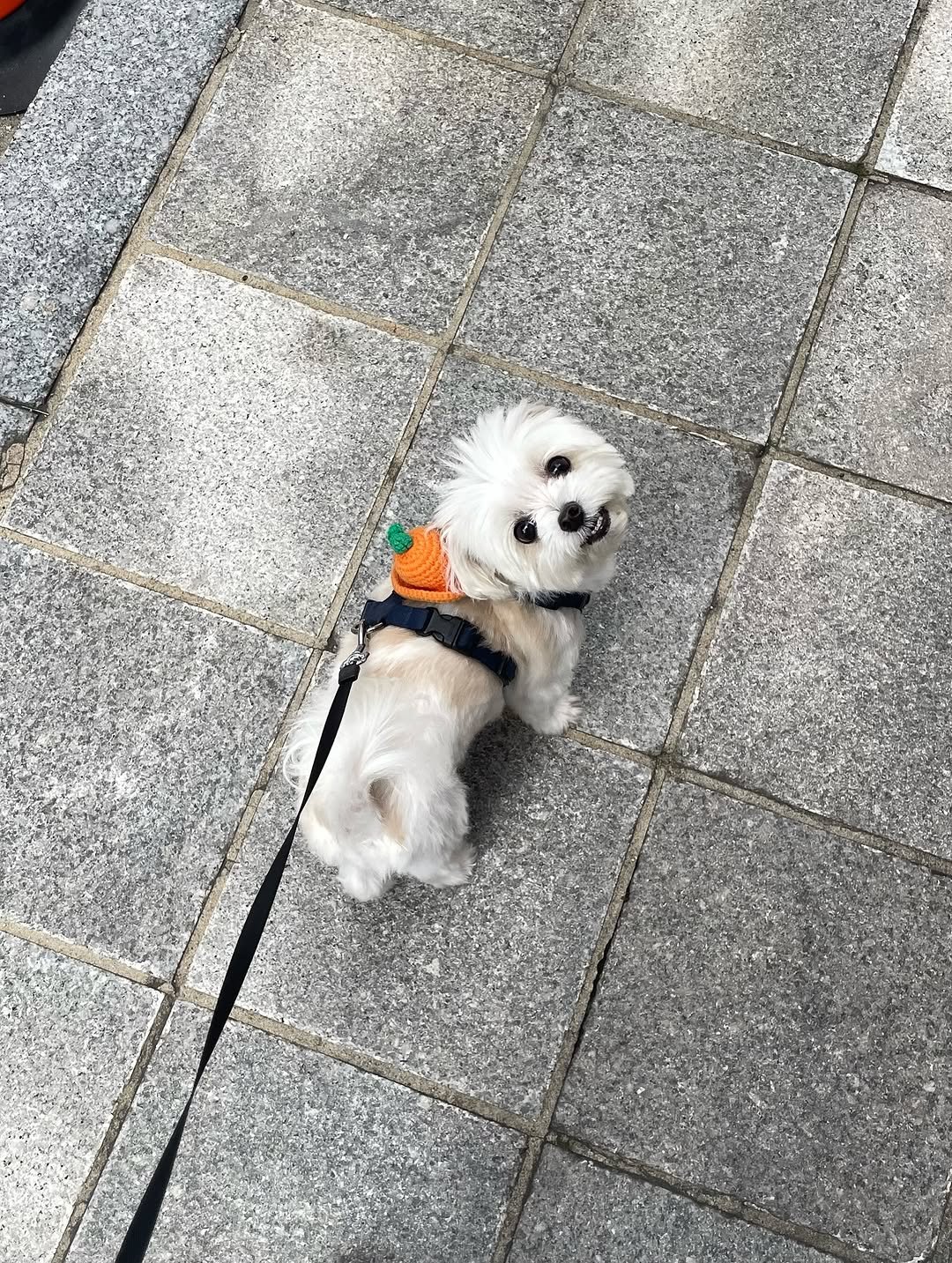 Photo by 환희세상 on August 06, 2025. May be an image of Maltese, Pekinese and text.