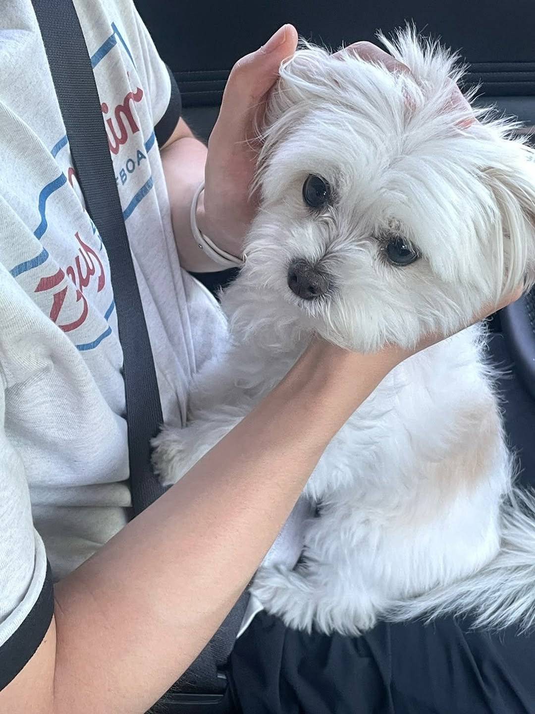 Photo by 환희세상 on August 12, 2025. May be an image of 1 person, Pekinese, Maltese and text.