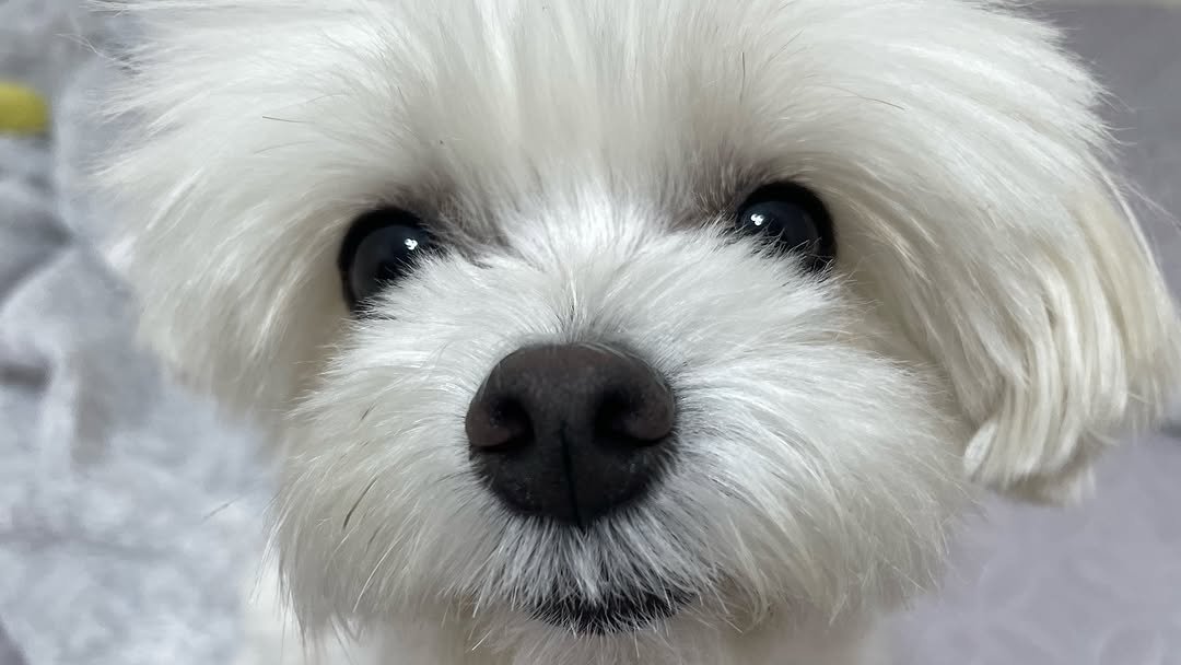 Photo by 환희세상 on August 11, 2025. May be an image of Maltese and text.
