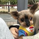yokki_choco 프로필 사진