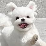 maltese_adung 프로필 사진