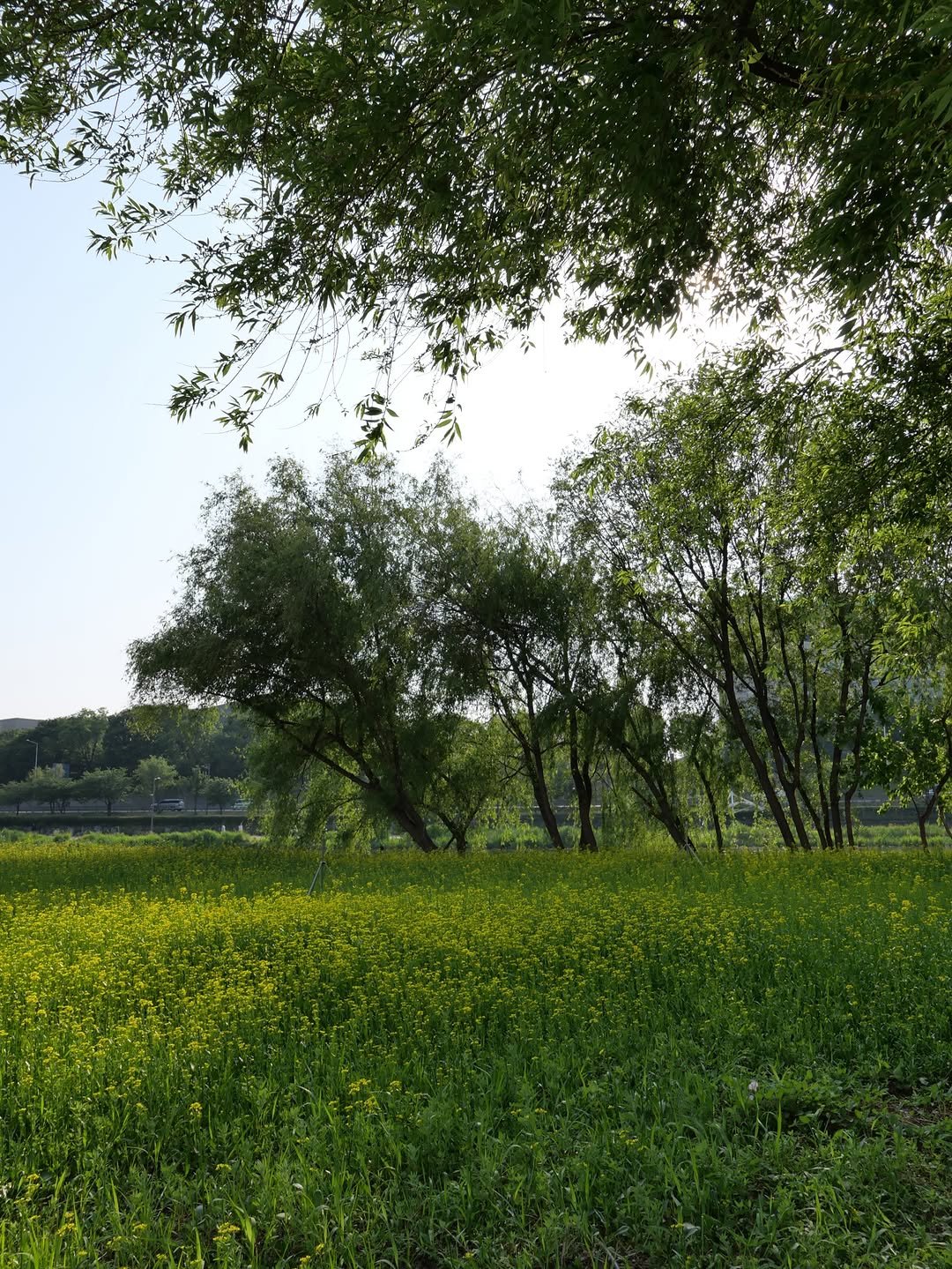 hwanywayeon 게시물 이미지: 진정한 힐링 green green