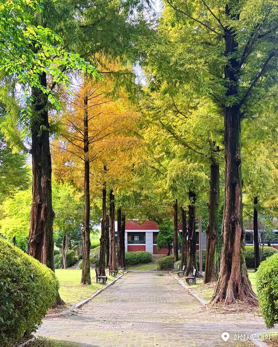 Photo shared by 화성특례시청 on November 13, 2025 tagging @yurisori_coffee. May be an image of tree, outdoors and text.