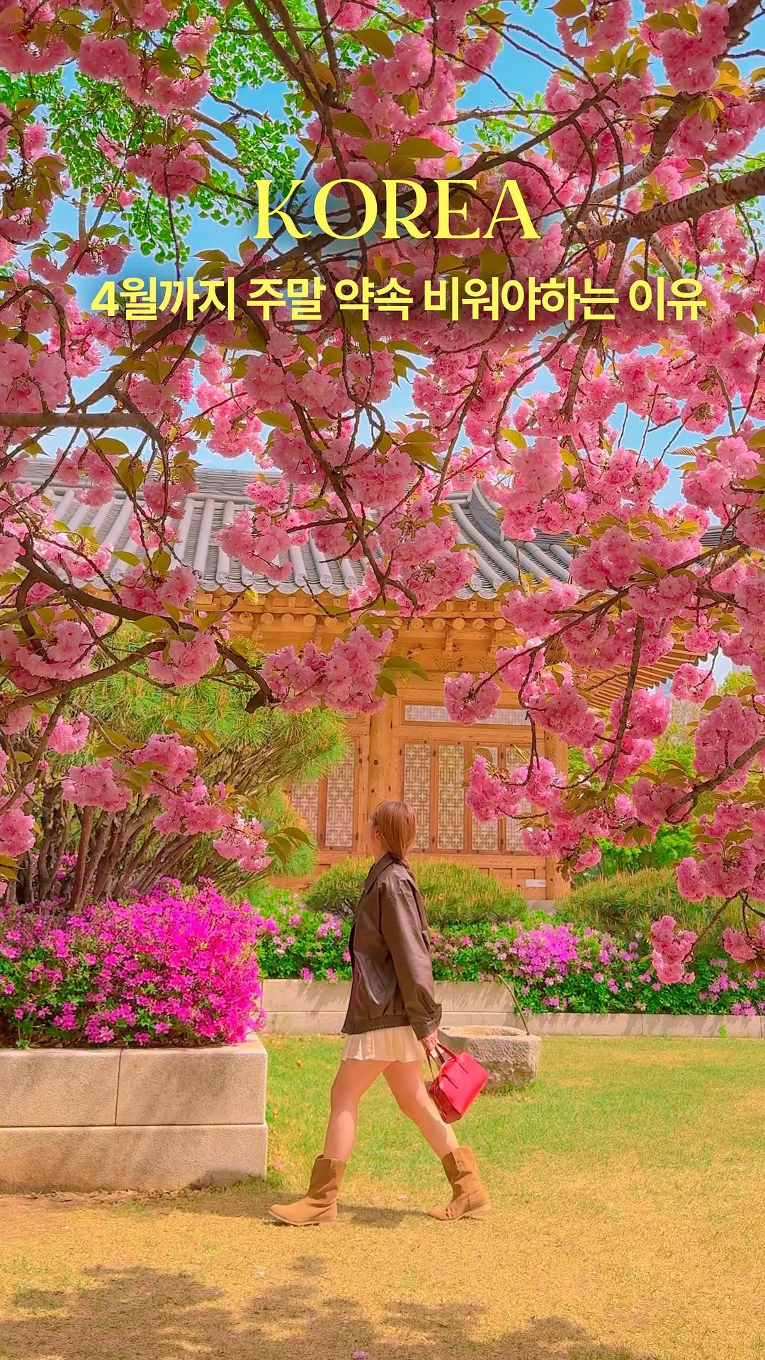 hwung_travel 게시물 이미지: 봄 꽃친자 중독자가 추천하는
4월까지의 벚꽃, 튤립, 겹벚꽃 명소까지
개화 순서대로...