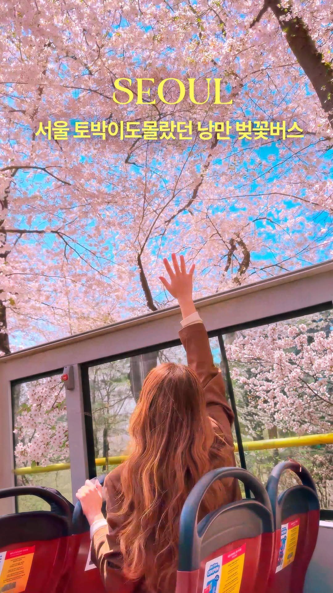hwung_travel 게시물 이미지: 이게 봄 낭만이지...˚ෆ*₊
봄꽃 중독자가 힐링 제대로했던
서울 벚꽃버스...