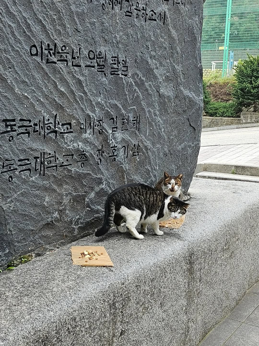hxez.0.ji 게시물 이미지: 단짝 길냥이💙