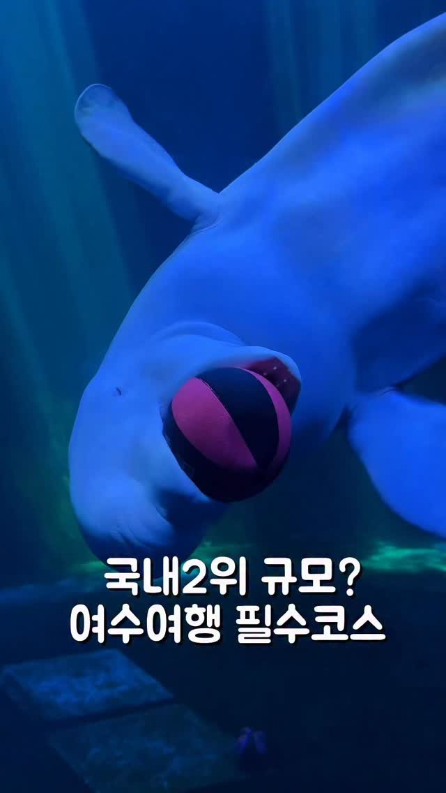 hyanggu_foodie 게시물 이미지: 국내 2위 규모 아쿠아플라넷 여수에 가면 
꼭 해야하는게 있는데요 
벨루가랑 인사도...