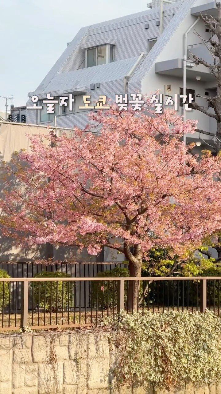 hyem.tori 게시물 이미지: 🌸오늘자! 도쿄 벚꽃 실시간!! 장소는 ⤵

2월말~3월초 볼 수 있는 가와즈...