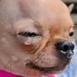 aerichandesu 프로필 사진