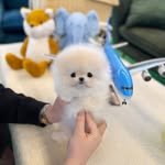 velydog_kwangju 프로필 사진