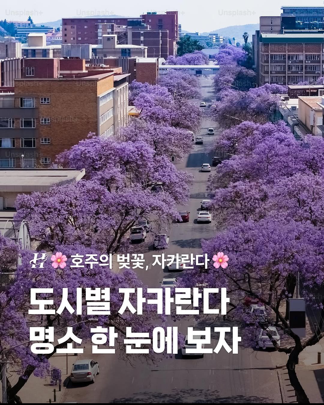 Photo by 호주  & 뉴질랜드 여행 I 호주 현지 전문 여행사 현대여행사 on September 11, 2025. May be an image of poster, Gyeongbokgung Palace and text that says 'Unsplash+ Unspl 금보고 Unsplash+ Unsplash+ iSo T rИ 호주의 벚꽃, 자카란다 도시별 자카란다 명소 한 눈에 명소한눈에보자 보자'.