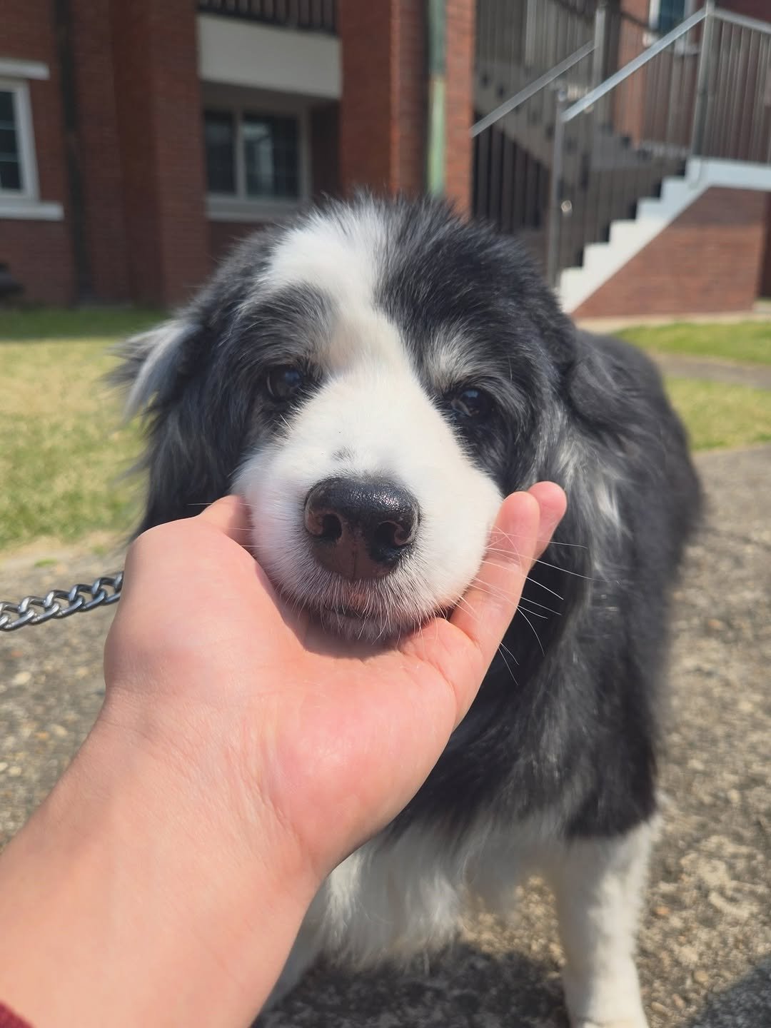Photo by KIM HYUNJOONG on April 02, 2026. May be an image of Great Pyrenees, collie, cocker spaniel and text.
