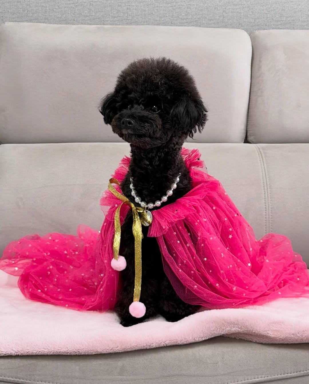 Photo by 쫄보 김애봉 𐙚 on February 18, 2026. May be an image of dog, fur and text.