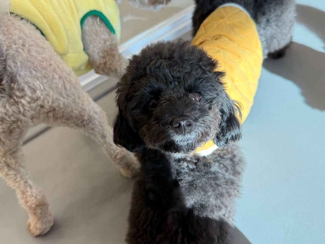 Photo by 쫄보 김애봉 𐙚 on December 31, 2025. May be an image of Norwich terrier, Bedlington terrier and text.