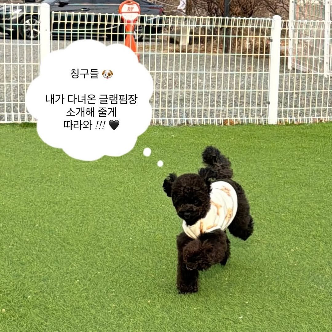 Photo shared by 쫄보 김애봉 𐙚 on January 07, 2026 tagging @july_morning_stay, @julymorning_official, and @sinnanda__glamping. May be an image of cocker spaniel, Bedlington terrier and text that says '칭구들 내가 다녀온 글램필장 소개해 줄게 따라와 !!!'.
