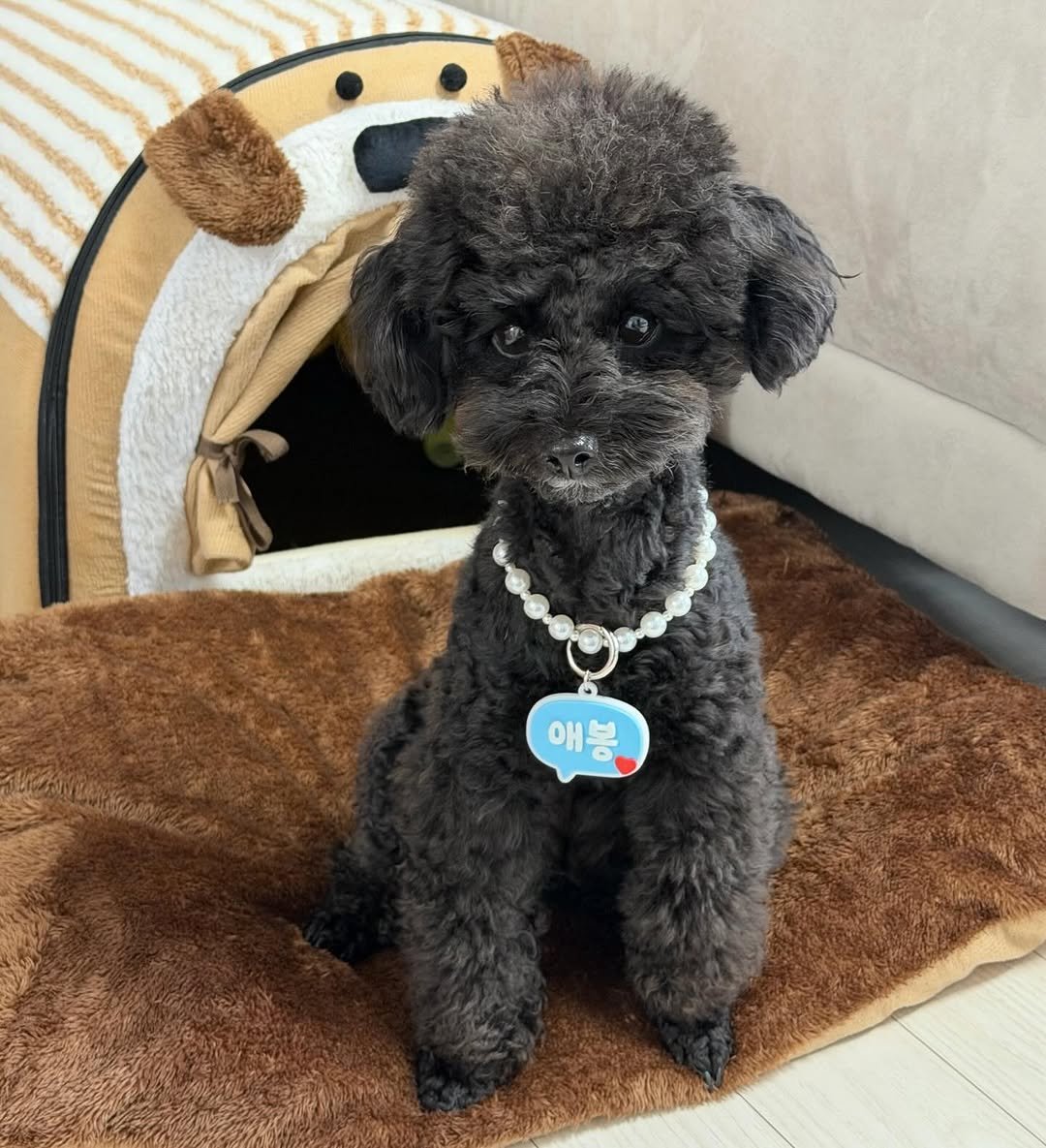 iam_aebong 게시물 이미지: #협찬 

🏷️ @bbonwa_official 

애봉이의 첫 네임택 장착 🧸
바로...