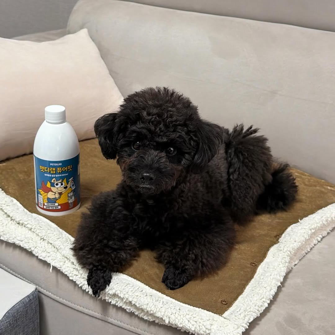 Photo by 쫄보 김애봉 𐙚 on January 10, 2026. May be an image of dog, petfood and text.