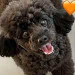 iam_aebong 인스타그램 프로필 사진