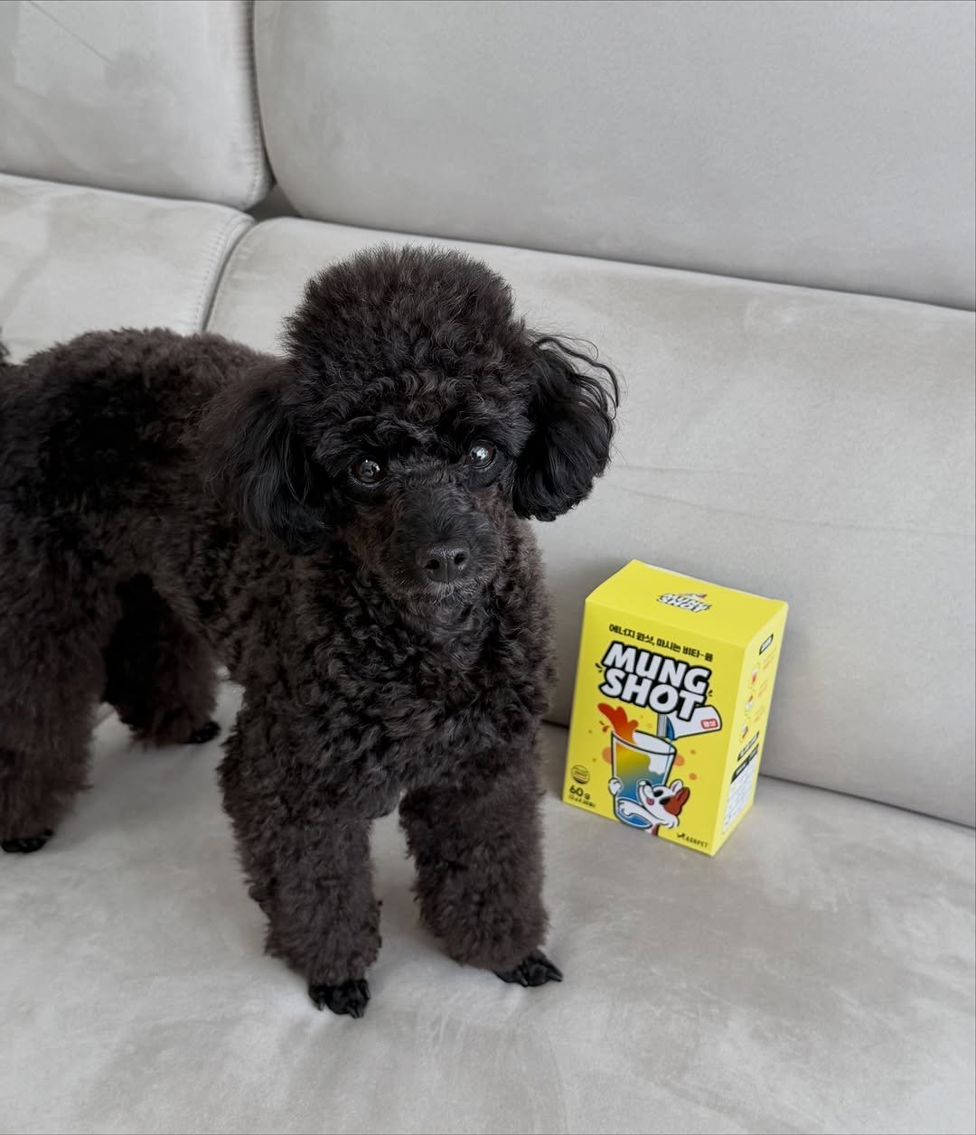 Photo by 쫄보 김애봉 𐙚 on October 28, 2025. May be an image of dog, toy and text.