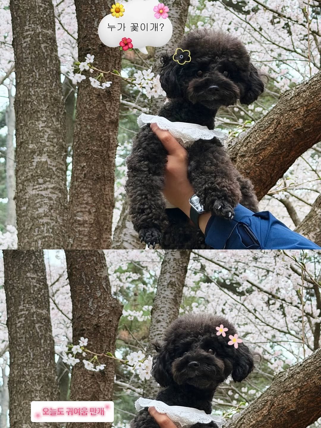 iam_aebong 게시물 이미지: 애봉곤듀님이랑 첫 벚꽃 구경 ♡⁼³₌₃ 🌸 

마지막이 킬포 🤣

#벚꽃놀이...