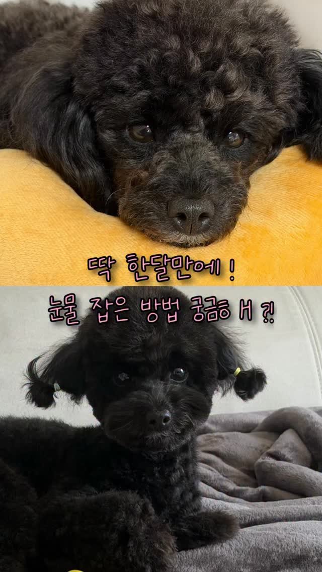iam_aebong 게시물 이미지: 🏷️ @petomaman 

애봉이는 눈물이 심해서 매일 닦아줘도 눈곱이 자주 끼는...