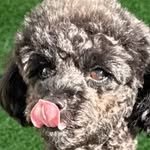 iam_aebong 인스타그램 프로필 사진