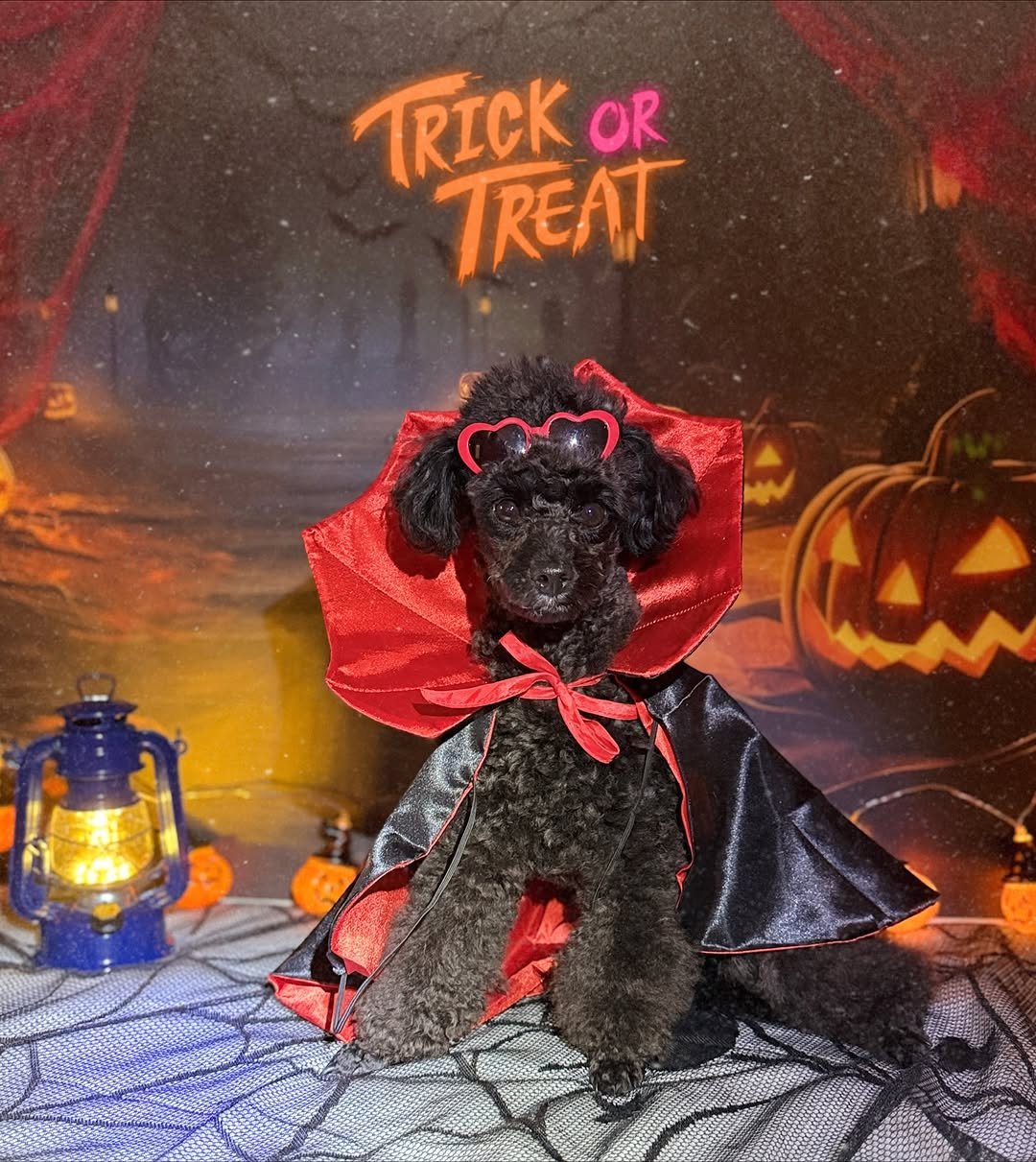 Photo by 쫄보 김애봉 𐙚 on October 30, 2025. May be an image of text.