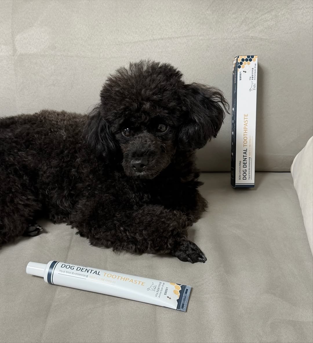 Photo shared by 쫄보 김애봉 𐙚 on November 16, 2025 tagging @ppfriends_official, and @jstech_lab. May be an image of dog, hair product and text.