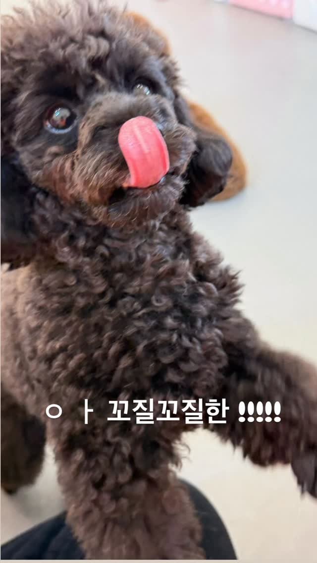 iam_aebong 게시물 이미지: 꼬질이어도 뽀송이어도 엄마 눈엔 그저 귀여울 뿐 .. 💟