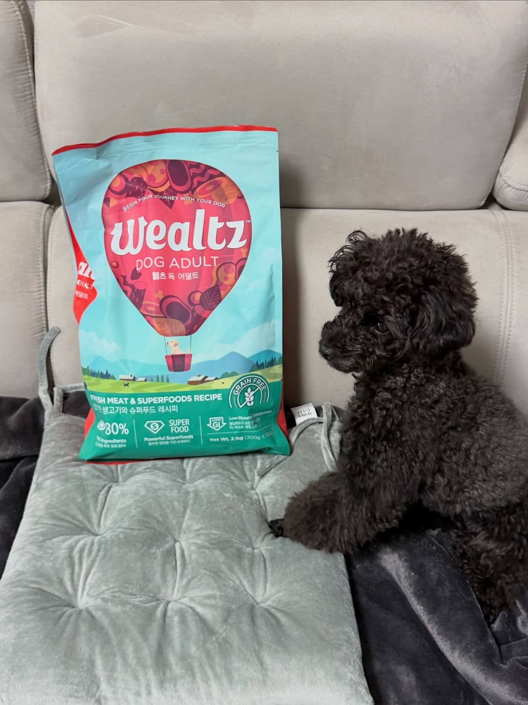 Photo shared by 쫄보 김애봉 𐙚 on December 27, 2025 tagging @wealtz.petfood, and @ppfriends_official. May be an image of Bedlington terrier, petfood and text.