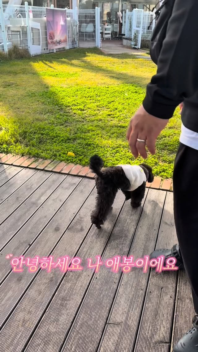 iam_aebong 게시물 이미지: 첫 멍푸치노 냠냠

#애견릴스 #강아지릴스 #reels #강아지릴스타그램...